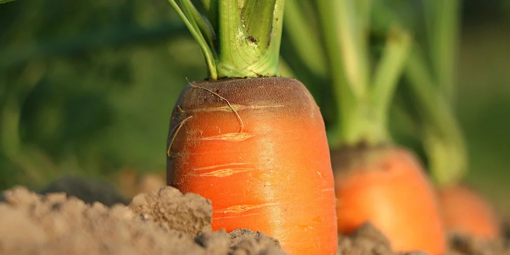 Fondo per la ricerca nel settore dell’agricoltura biologica e di qualità