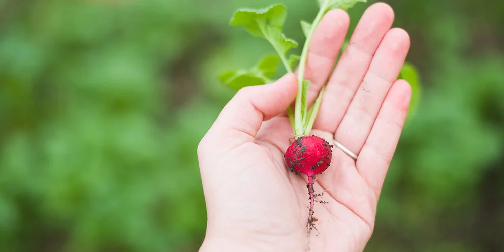 ISMEA – Agevolazioni per l’insediamento di giovani in agricoltura